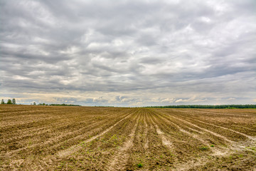 Fototapeta na wymiar Agricultural field planted with potatoes. Formed by the technique of furrows for planting.