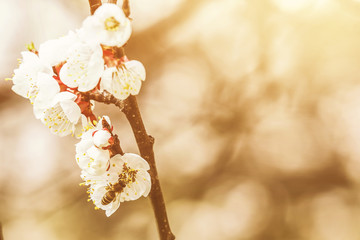 Beautiful white branches of a blooming apricots in the spring in the background blue sky the bee