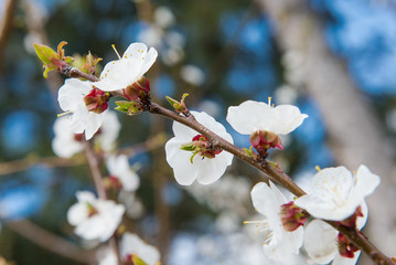 Gardening in spring. Spring Flowering branch on background blue sky. Cherry Blossom. White flowers on tree branch, selective focus. pollinating flowering trees. 
