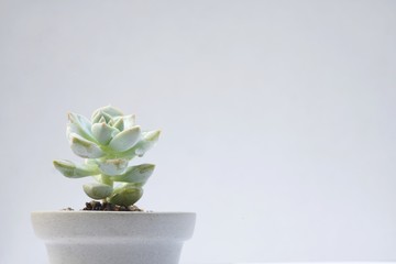 Encheveria, succulent pot plant for house decoration with white background