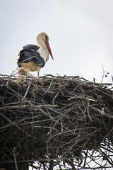 Fototapeta premium White stork on the nest.