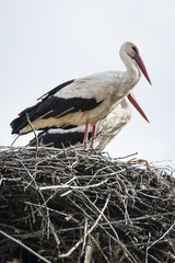 White stork on the nest.