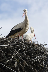 White stork on the nest.