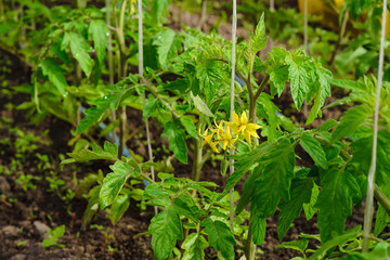 Tomato seedlings in Teplice. Green juicy plants