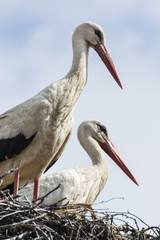 White stork on the nest.