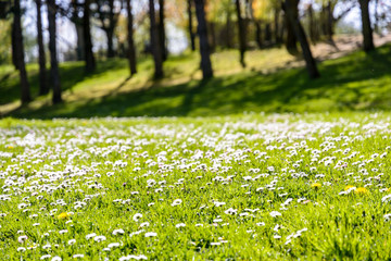 A lawn strewn with small white daisies and yellow dandelions with a wood in the background.