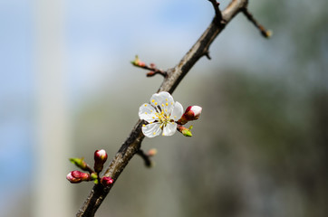 Branch of the blossoming apricot tree