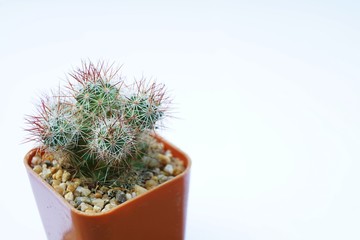 Little cactus pot plant on wooden table with warm morning light