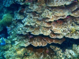 Stone coral