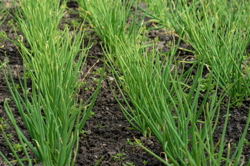 Rows of green onions in the garden. Green juicy plants