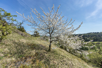 fr&uuml;hling europa