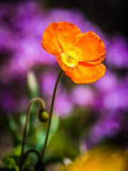 Fototapeta premium Unforgettable Spring Flowers Series