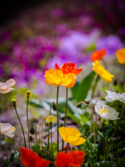 Unforgettable Spring Flowers Series