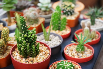 Various succulent pot plant for home decoration, dorestenia, haworthia, cactus, echeveria