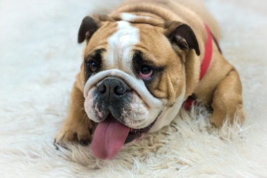 English bulldog lying on white carpet