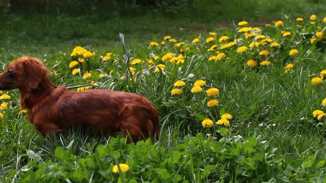 Blossoming Dandelion (Taraxacum) field with wild birds songs and beauty longhair dachshund. Yellow dandelions on green meadow in springtime. Beautiful yellow dandelion blossoms. Floral pattern.  Bird 