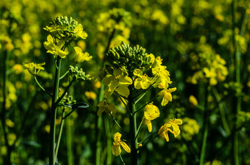 Close-up of the canola flower