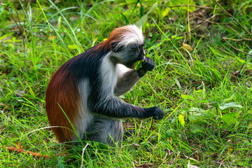 Baby Zanzibar red colobus or Procolobus kirkii