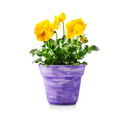 Pansy flowers in violet flowerpot