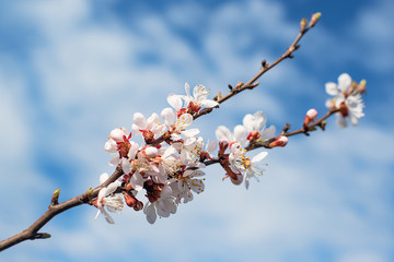 Flowering peach branch on blue sky background