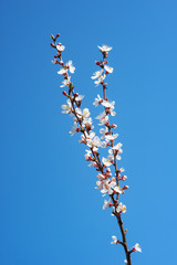 Flowering peach branch on blue sky background