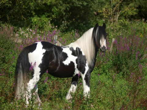 Pony In Flowers