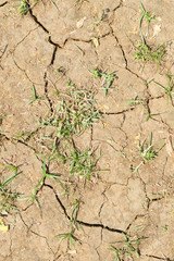 Craacked, dry and parched environment from a very hot sun, but a grass seedling emerges from the dry ground