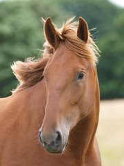 Naklejka premium Single Horse Head shot