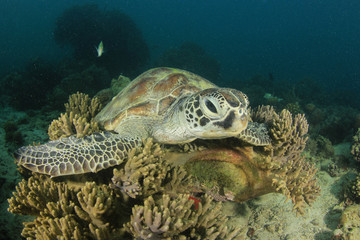 Green Sea Turtle resting on coral reef