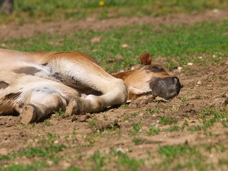Sleeping Foal