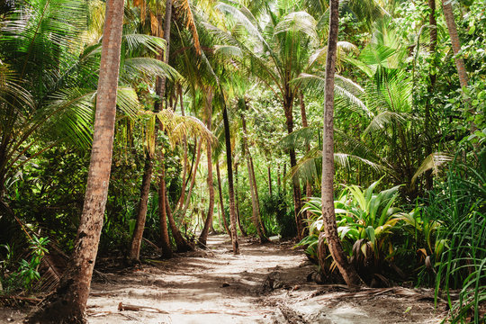 Tropical jungle with tall green palm trees