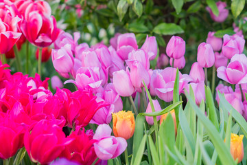 multicolored field of blooming tulips in spring garden