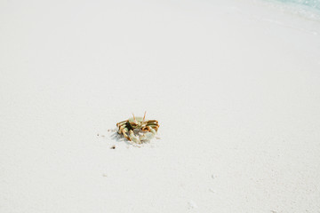 Crab on a sand beach 