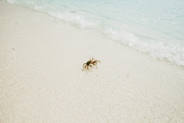 Crab on a sand beach 