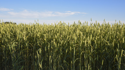 Green wheat crop against a blue sky