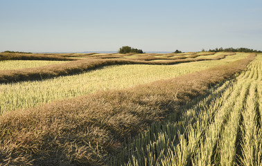 Rows of recently cut canola or rapeseed swaths cure before the combine harvests them