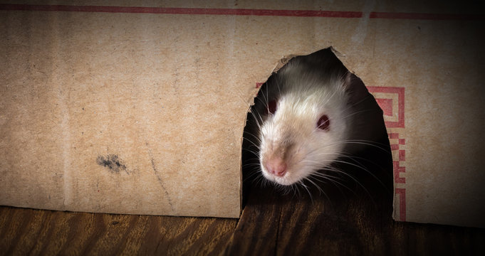 white rat peeking out of the box