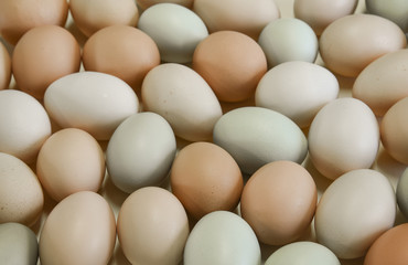 Organic free range chicken eggs in original pastel colours