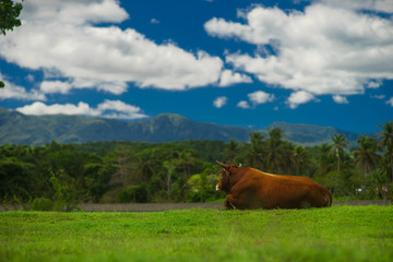 Fototapeta na wymiar brown cow grazing on meadow in mountains in summer sunny day