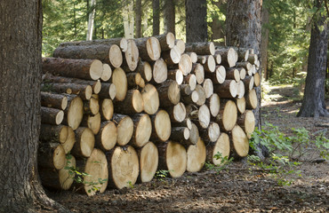 Stacked firewood at a Saskatchewan park