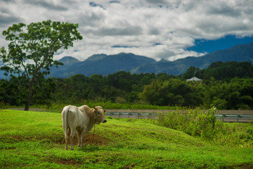 white cow grazing on meadow in mountains in summer sunny day