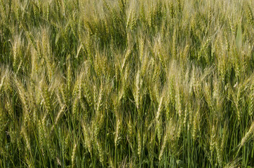 Ripening crop of wheat on a farm  in rural Saskatchewan