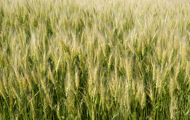 Ripening crop of wheat on a farm  in rural Saskatchewan