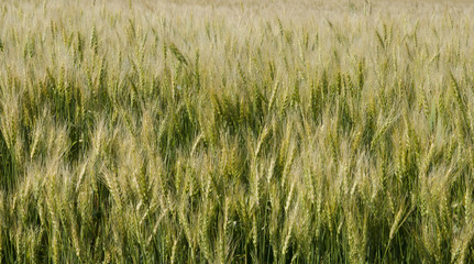 Ripening crop of wheat on a farm  in rural Saskatchewan