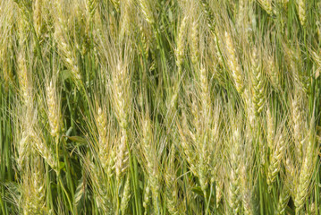 Ripening crop of wheat on a farm  in rural Saskatchewan