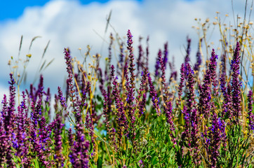 Fototapeta premium Szałwia kwitnie na łące latem