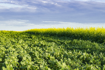 Fototapeta na wymiar Soybean and Canola crops beside each other with a blue sky