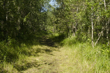 Pathway through the forest at Good Spirit Lake Provincial Park in Saskatchewan