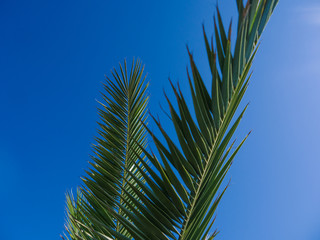 Obraz na płótnie Canvas Palm tree in the background of the sky in a hot summer day