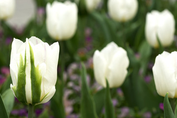 White tulips in spring time
